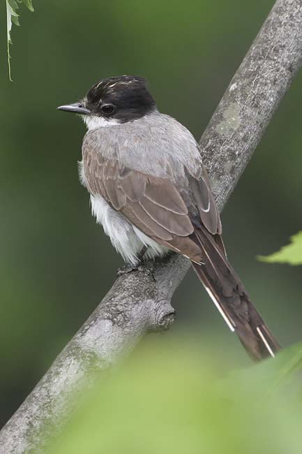 Fork-tailed-Flycatcher11-BI