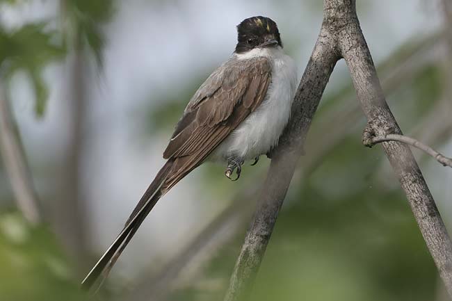 Fork-tailed-Flycatcher15-BI