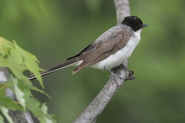 Fork-tailed-Flycatcher3-BIN