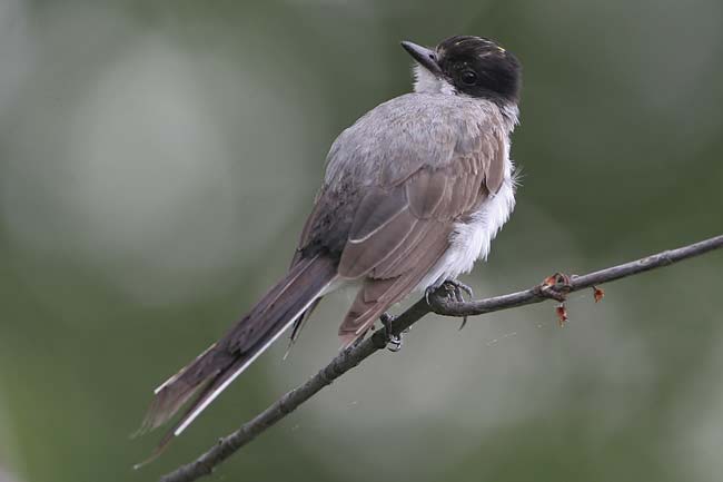 Fork-tailed-Flycatcher8-BIN