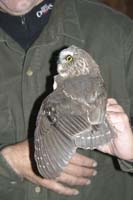 sawwhet-with-wing-outstretc