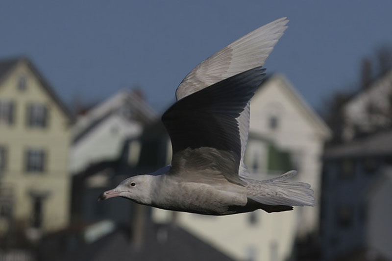 Glaucous-Gull-flight-BINNS-