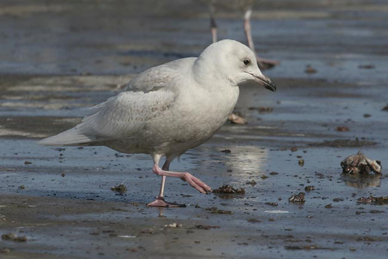 Iceland-Gull-1st-cycle-BINN