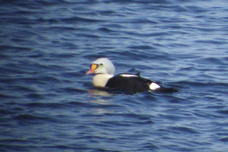 King-Eider-BINNS-cP2200076