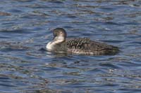 Common-Loon-BINNS-cIMG_6519