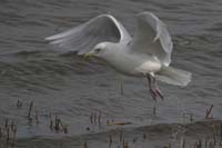 Iceland-Gull-BINNS-cIMG_635