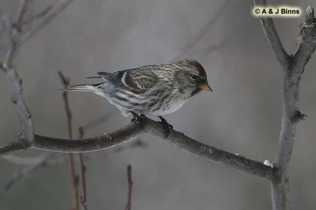 Common-Redpoll-BINNS-cIMG_7