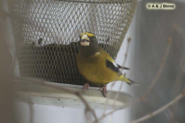 Evening-Grosbeak-BINNS-cIMG