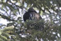 Spruce-Grouse-BINNS-cIMG_72