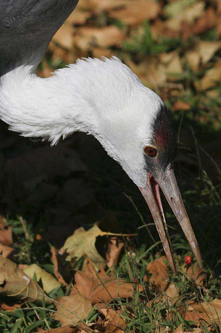 Hooded-Crane-BINNS-c-IMG_43
