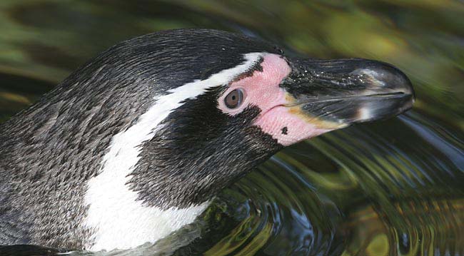 Humboldt-Penquin-BINNS-c-IM