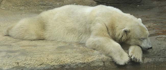 Polar-Bear-snoozing-BINNS-c