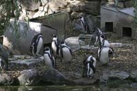 Humboldt-Penquins-BINNS-IMG
