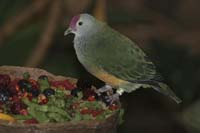Mariana-Fruit-Dove-BINNS-c-