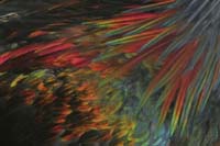 Nicobar-Pigeon-BINNS-c-IMG_