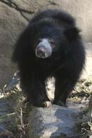 Sloth-Bear-BINNS-c-IMG_4141