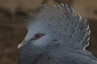 Victoria-Crowned-Pigeon-BIN