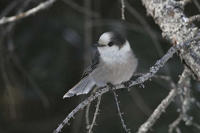 gray-jay-BINNS-IMG_5860