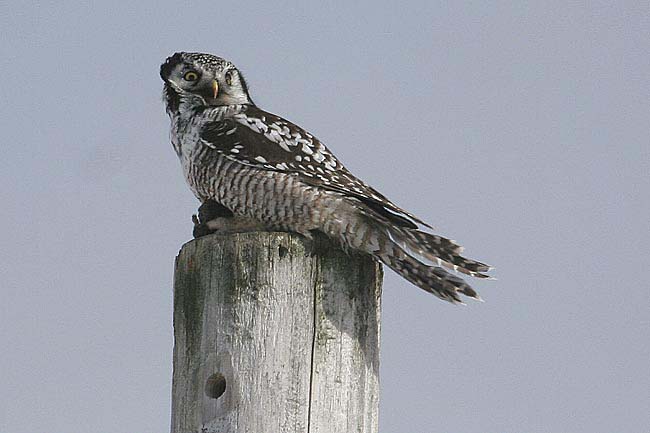 hawk-owl-BINNS-IMG_5517-cop