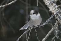 gray-jay-BINNS-IMG_5860