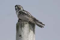 hawk-owl-BINNS-IMG_5517-cop