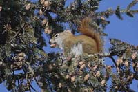 red-squirrel-BINNS-IMG_5558
