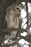 saw-whet-owl-BINNS-IMG_5443
