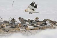 snow-buntings-BINNS-IMG_528