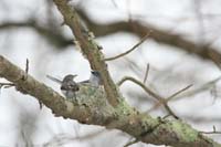 Gnatcatcher
