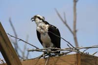 Osprey