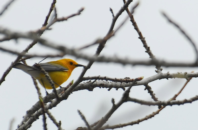 Prothonotary