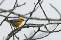 Prothonotary