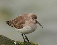 Dunlin-Mar152008