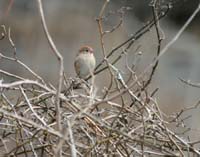 Field-Sparrow-Mar152008