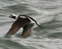 LT-Duck-in-flight-Mar152008