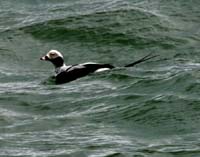 Long-tailed-Duck-Mar152008
