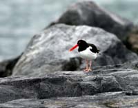Oystercatcher-Mar152008