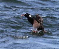 image011