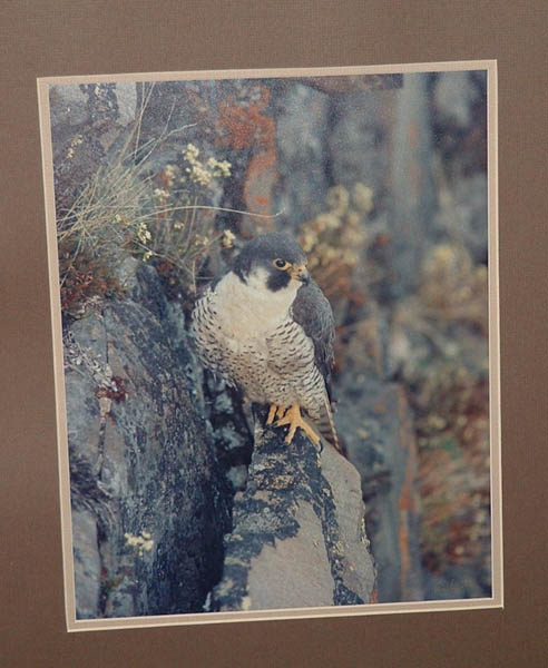 Peregrine