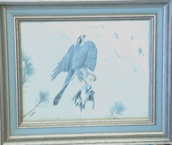 Peregrine