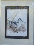 Avocet