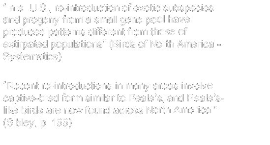 Text Box: �In e. U.S., re-introduction of exotic subspecies and progeny from a small gene pool have produced patterns different from those of extirpated populations� (Birds of North America -  Systematics)�Recent re-introductions in many areas involve captive-bred form similar to Peale�s, and Peale�s-like birds are now found across North America.� (Sibley, p. 133)